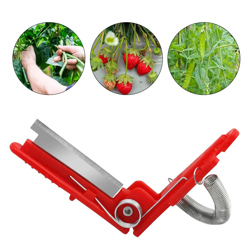 Rotes Pflückmesser für Gemüse und Obst zur Ernte von Trauben und kleinem Obst - Bild 4