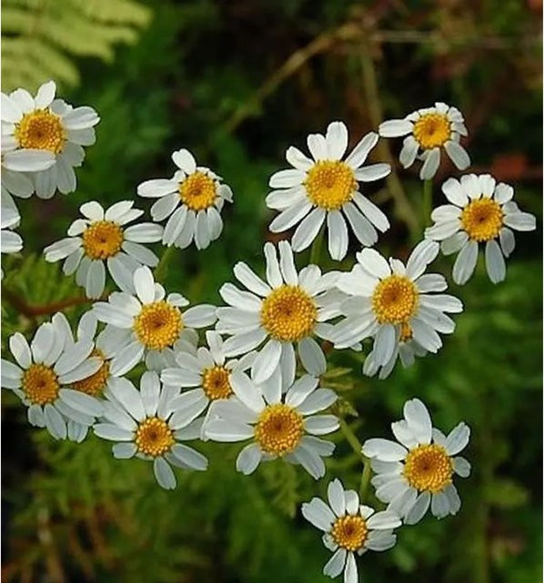 Strauß Margerite Tanacetum corymbosum in Weiß und Gelb von Nr-01.de - Bild 1