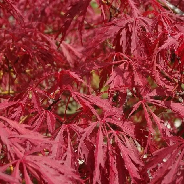 Arborix Fächerahorn Garnet Acer palmatum mit purpurrotem Laub im Container, Höhe: 60 bis 80 cm - Bild 1