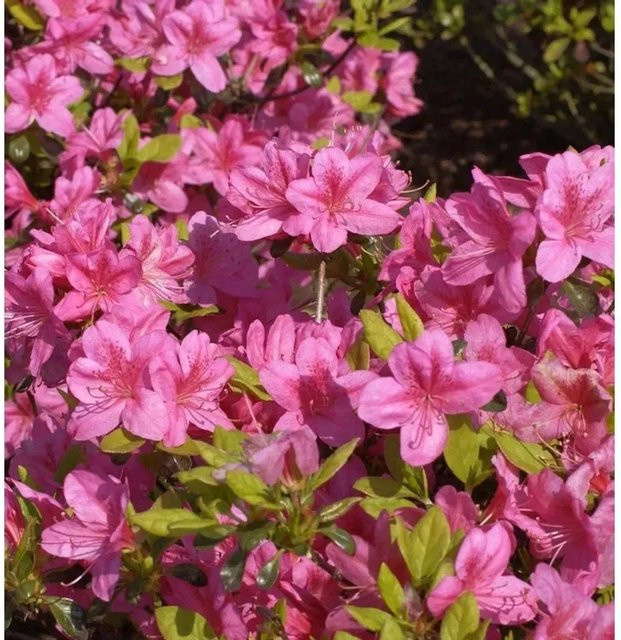 Japanische Azalee Rosalind Rhododendron obtusum in Pink, Höhe: 30-40 cm - Bild 1