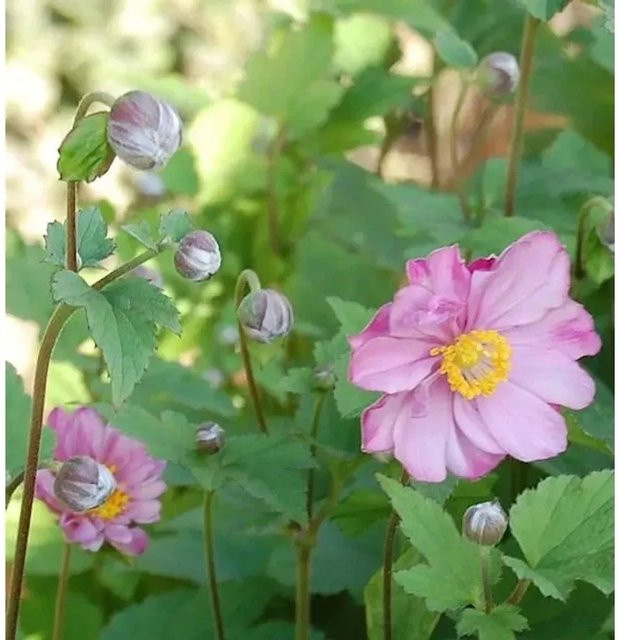 Herbstanemone Rotkäppchen Anemone japonica rote Beetpflanze und Schnittblume von Nr-01.de - Bild 1