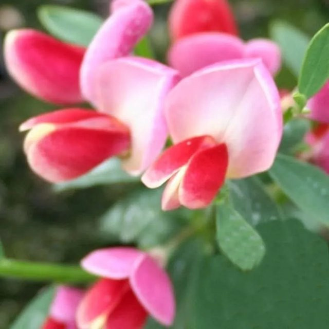 Edelginster Eva Cytisus scoparius Strauch für deinen Garten, Höhe: 40-60 cm - Bild 1