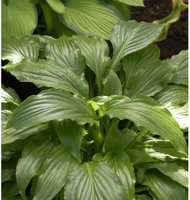 Hosta kikutii Kranichschnabel Funkie grüne Gartenstaude - Bild 1