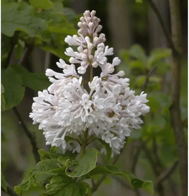 Kanadischer Flieder Agnes Smith Syringa prestoniae als Zierstrauch für Garten und Kübel, Höhe: 80-100 cm - Bild 1