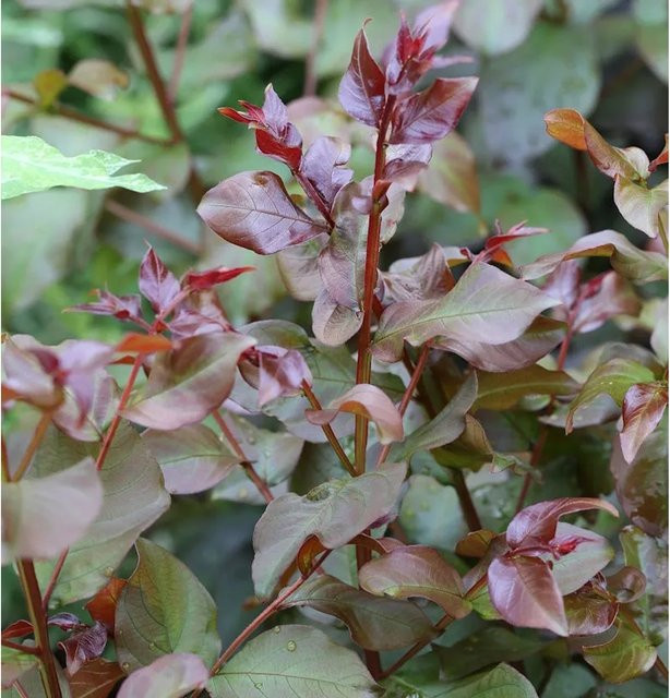 Chinesische Kräuselmyrte Rhapsody in Pink Lagerstroemia indica, rosa Strauch, Höhe: 60-80 cm - Bild 1