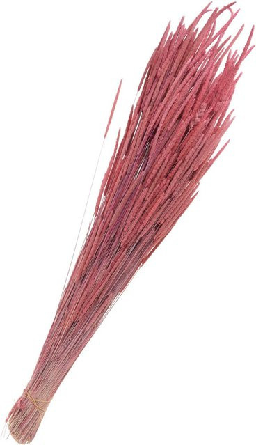 Trockenblumen Phleum Pratensis von Othmar Decorations in Pink aus Naturmaterial - Bild 1