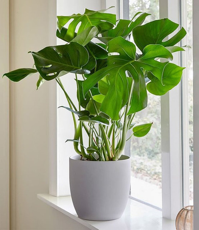 Grüne Monstera Fensterblatt Topfplante, Höhe: 30 cm