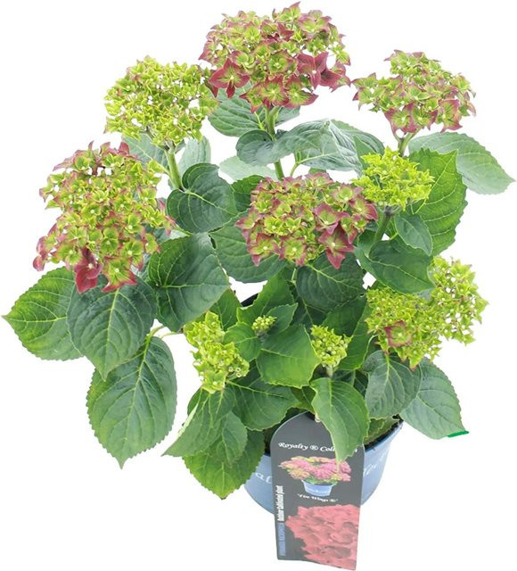 GROW by OBI Gartenhortensie Fire Wings Rot Zierstrauch Höhe: 30 cm - Bild 1