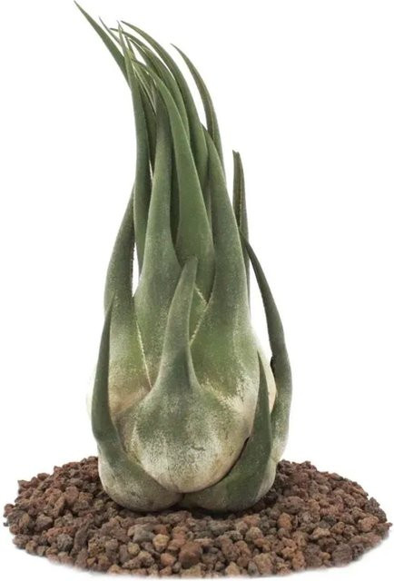 Exotenherz Tillandsia Seleriana Lose Pflanze Extra-Groß - Bild 1