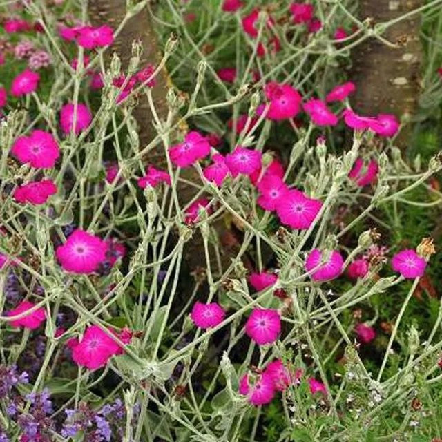 6er Set Arborix Vexiernelke Lychnis coronaria in Pink/Lila, Topfgröße 9 cm, mehrjährige Gartenpflanze - Bild 1