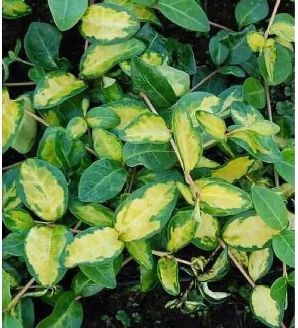 Kleinblättriges Immergrün Illumination Vinca minor Nr-01.de grüne Staude im Topf - Bild 1
