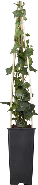 Großblättriger Irischer Efeu Hedera hibernica, Höhe: 40 - 60 cm, Topf-Durchmesser: 17 cm - Bild 1