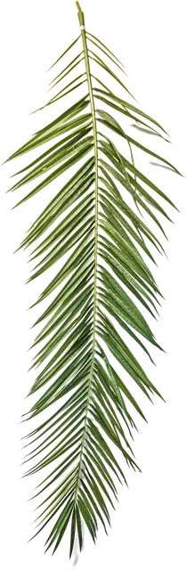 Aplanta Kunstbaum Soraya mit künstlichen Phoenixpalmen Blättern - Bild 1