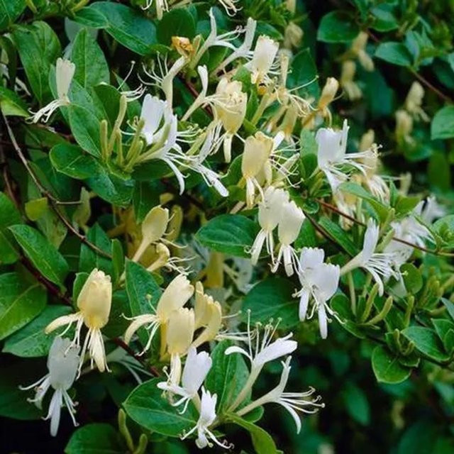 Duftende Geißschlinge Halliana Lonicera japonica von Arborix im Container, Höhe: 50 bis 60 cm - Bild 1