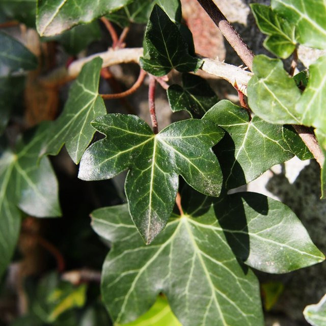 Großblättriger Irischer Efeu Hibernica als Kletterpflanze in Gelb von Mein schöner Garten Shop - Bild 1