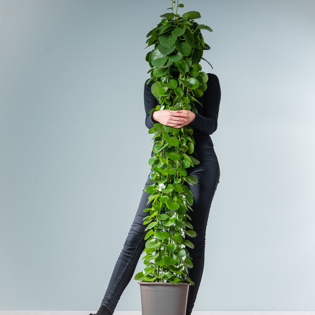 Cissus rhombifolia Zimmerpflanze von BLUME2000 mit grüner Pyramiden-Rankhilfe - Bild 1