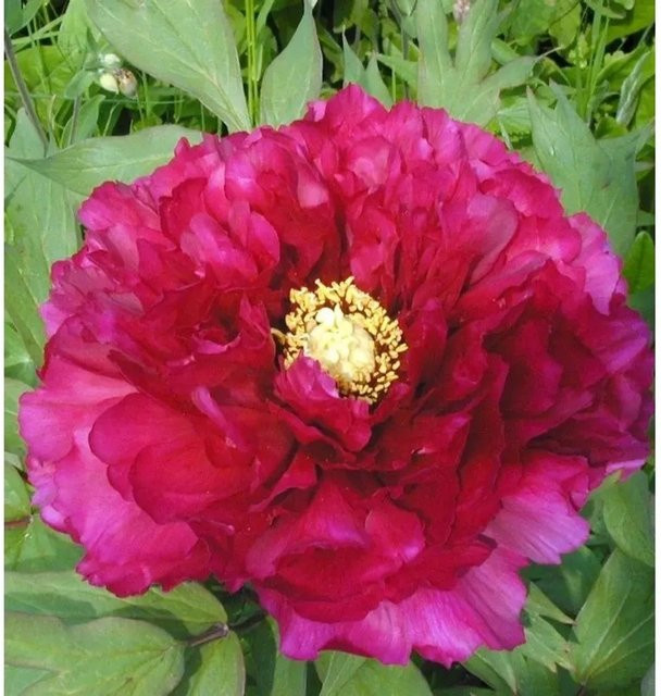 Edelpfingstrose Kansas Paeonia lactiflora in Pink als mehrjährige Pflanze im Topf - Bild 1