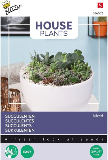 Sukkulenten-Samen Mischung Buzzy House Plants Multicolor für Arrangements, ca. 7 Samen - Bild 1