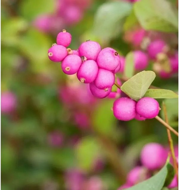 Symphoricarpos Schneebeere Symphonie Rumble Zierstrauch in Weiß oder Pink, Höhe: 60-80 cm - Bild 1