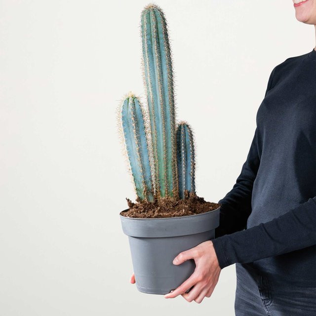 Blauer Säulenkaktus Pilosocereus von BLUME2000 in Blau und Grün - Bild 1