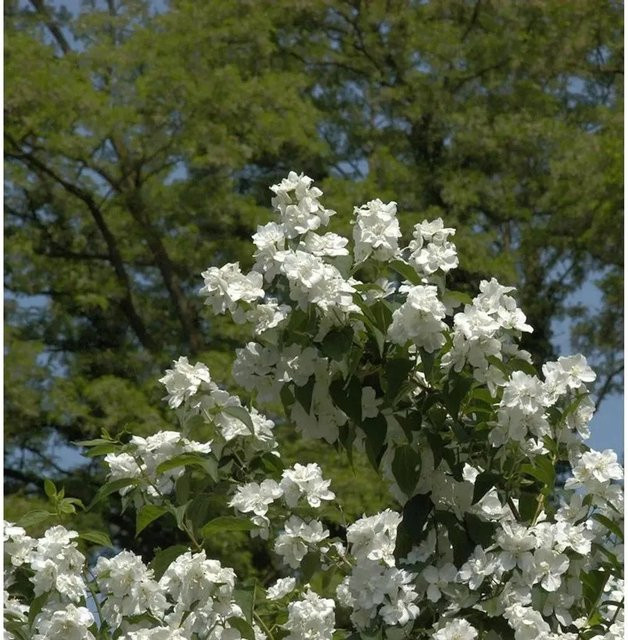 Gefüllter Gartenjasmin Philadelphus als weiße Heckenpflanze oder Solitärpflanze, Höhe: 150 cm - Bild 1