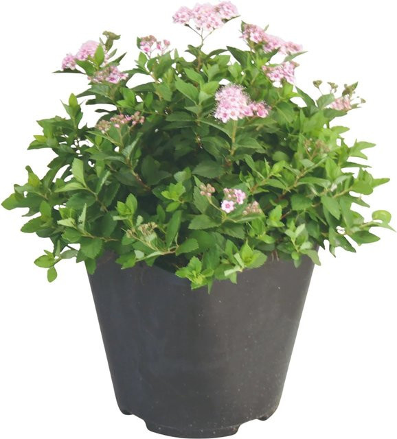 GROW by OBI Spiraea japonica Little Princess Rosa Zierstrauch Höhe: 20 - 30 cm - Bild 1