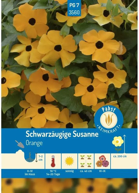 Pabst Keimkraft Saatgut Schwarzäugige Susanne in Orange/Gelb - Bild 1