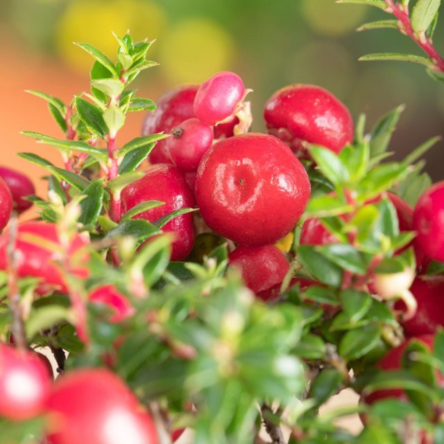Torfmyrte Pernettya in Rot von Mein schöner Garten Shop - Bild 1