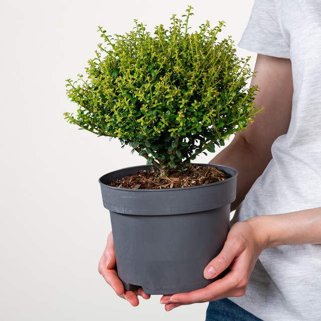 Berg-Ilex Glorie Dwarf von BLUME2000 als Heckenstrauch für deinen Garten - Bild 1