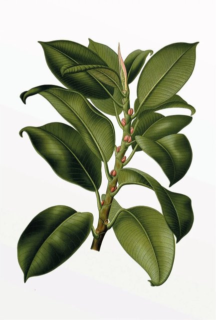 Komar Wandbild Elastica Tree Green Paper Poster Breite: 50 cm, Höhe: 70 cm - Bild 1