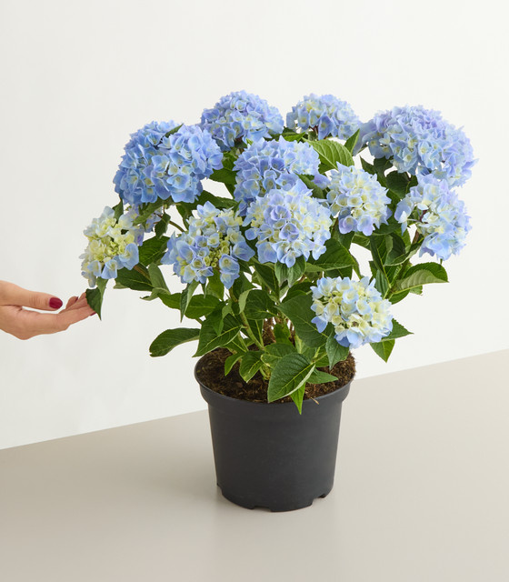 Blaue Ballhortensie Hydrangea macrophylla von BLUME2000 als Kübelpflanze für Balkon oder Terrasse - Bild 1