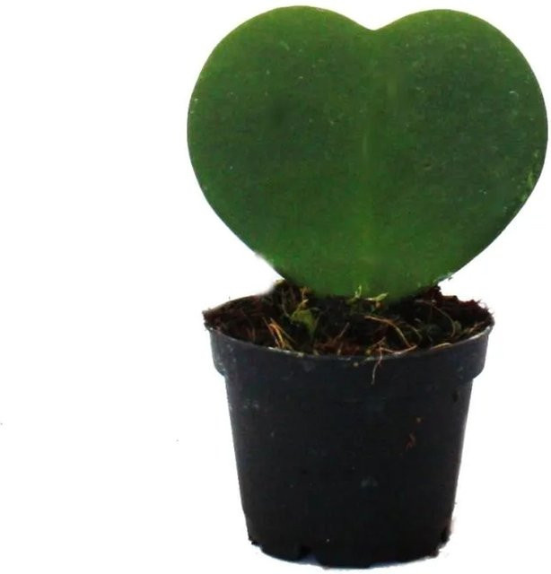 Exotenherz Hoya Kerii Herzblatt-Pflanze als Zimmerpflanze im 6 cm Topf - Bild 1