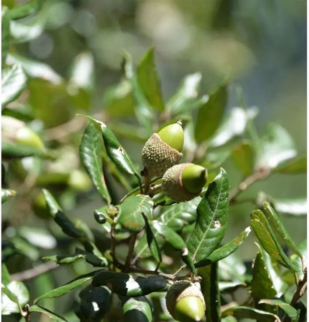 Immergrüne Stein-Eiche Quercus ilex von Nr-01.de, Höhe: 125-150 cm, Grün - Bild 1
