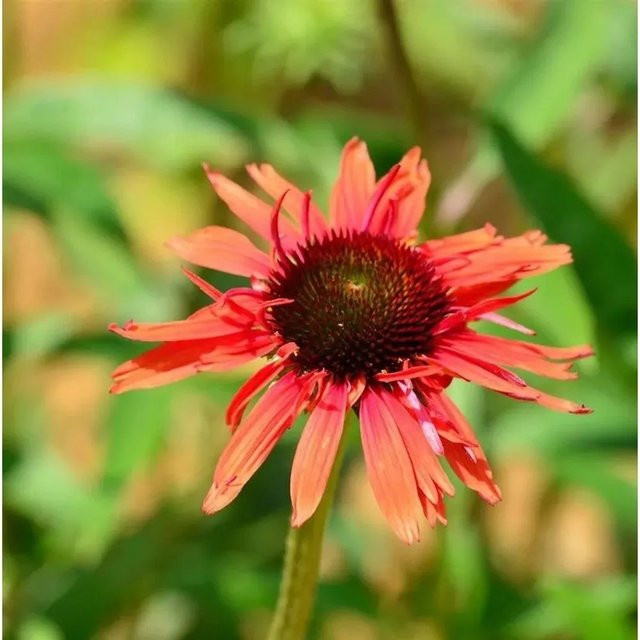 Sonnenhut Hot Lava Echinacea purpurea Dauerblüher für den Garten - Bild 1