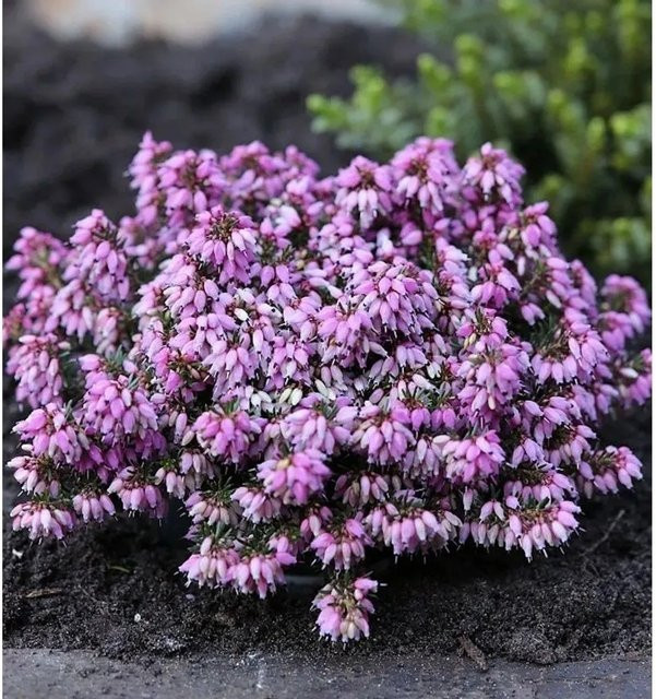 10x Winterheide Rosantha Erica carnea in Pink für den Balkon - Bild 1