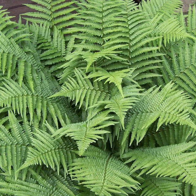 6er Set Wurmfarn Dryopteris filix-mas von arborix im 9cm Topf als robuster Bodendecker - Bild 1