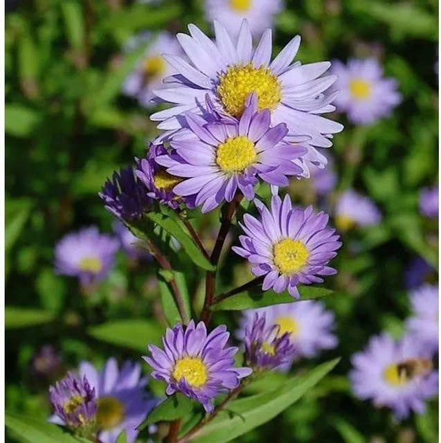 Glattblattaster Dauerblau Aster novi belgii blaue Stauden für den Garten - Bild 1