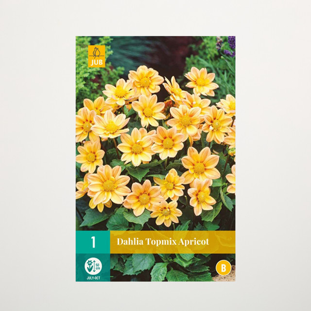 Topmix-Dahlie Knolle in Apricot für Beete und Blumenkübel von BLUME2000 - Bild 1