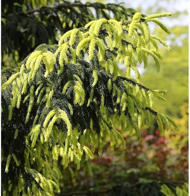 Kaukasus-Fichte Picea orientalis Aurea in Gelb-Grün, Höhe: 80-100 cm - Bild 1
