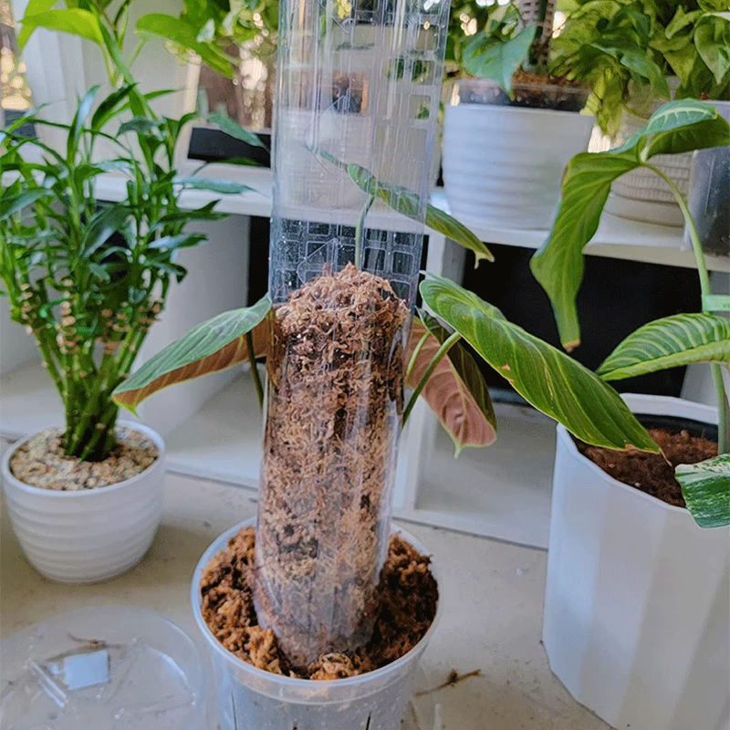 4er Set Kletterhilfen aus Moosstangen in Braun für Monstera, Pothos und Geldbaum zur Unterstützung von Kletterpflanzen - Bild 4
