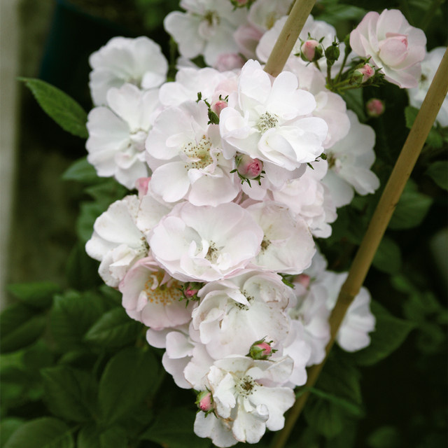 Kletterrose Tantau Perennial Blush in Rosa - Bild 1