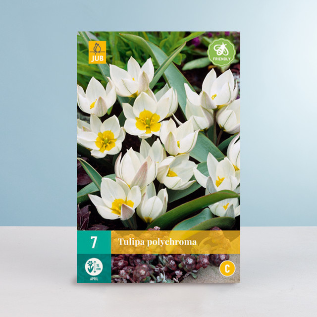 Wildtulpe Polychroma BLUME2000 mit 7 Zwiebeln - Bild 1