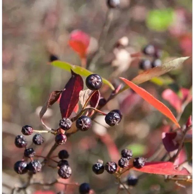 Aronia arbutifolia Apfelbeere Brilliant Beerenstrauch in Rot und Mehrfarbig, Höhe: 80-100 cm - Bild 1