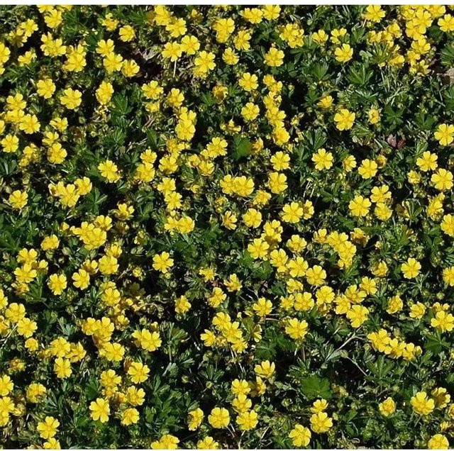 Frühlingsfingerkraut Potentilla neumanniana Bodendecker von Nr-01.de - Bild 1