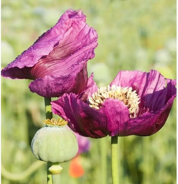 Türkischer Mohn Manhattan Papaver orientale als mehrjährige Pflanze für Garten und Beet - Bild 1