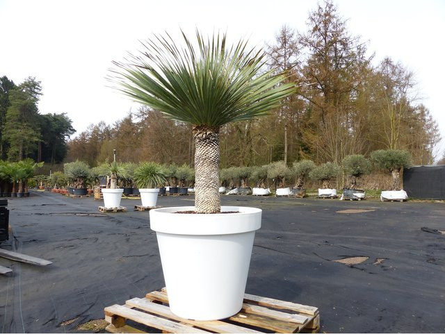 Winterharte Yucca Rostrata im weißen Pflanzkübel, Höhe: 170 cm, Stammhöhe: 65 cm, Durchmesser: 80 cm - Bild 1