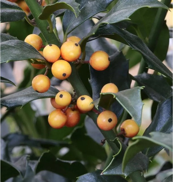 Amerikanischer Ilex Golden Girl Ilex meserveae Heckenpflanze, gelb, Höhe: 80-100 cm - Bild 1
