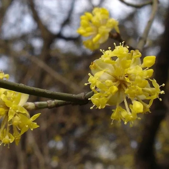 Arborix Kornelkirsche Cornus mas Zier- und Fruchtgehölz im Container, Höhe: 40 bis 60 cm - Bild 1