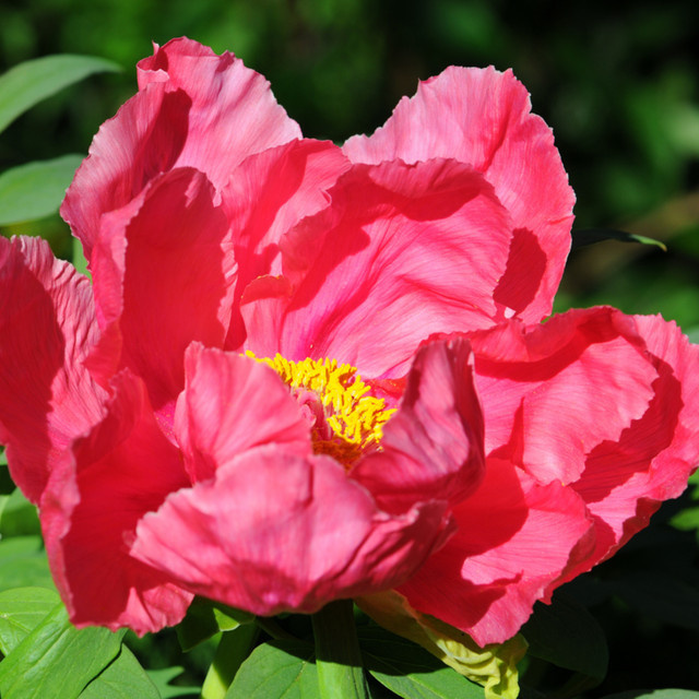 Rosa Strauchpfingstrose von Mein schöner Garten Shop - Bild 1