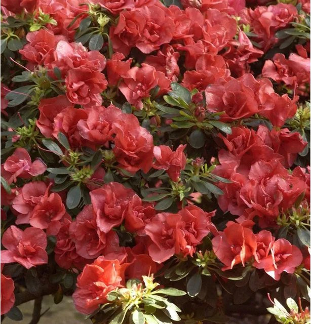 INKARHO Rhododendron Orange Flirt als großblumige Alpenrose in Orange - Bild 1